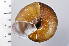 ( - SDNCU-A1270)  @14 [ ] Copyright (2014) Unspecified Specimen depository of the Graduate School of Natural Sciences, Nagoya City University