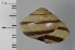  (Euhadra callizona - SDNCU-A1141)  @15 [ ] Copyright (2014) Unspecified Specimen depository of the Graduate School of Natural Sciences, Nagoya City University