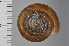  (Aegista oculus - SDNCU-A1062)  @14 [ ] Copyright (2014) Unspecified Specimen depository of the Graduate School of Natural Sciences, Nagoya City University