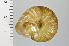  (Euhadra congenita - SDNCU-A1152)  @14 [ ] Copyright (2014) Unspecified Specimen depository of the Graduate School of Natural Sciences, Nagoya City University