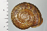  ( - SDNCU-A1273)  @14 [ ] Copyright (2014) Unspecified Specimen depository of the Graduate School of Natural Sciences, Nagoya City University