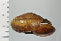  ( - SDNCU-A1273)  @14 [ ] Copyright (2014) Unspecified Specimen depository of the Graduate School of Natural Sciences, Nagoya City University