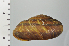  ( - SDNCU-A1273)  @14 [ ] Copyright (2014) Unspecified Specimen depository of the Graduate School of Natural Sciences, Nagoya City University