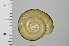  ( - SDNCU-A1396)  @14 [ ] Copyright (2014) Unspecified Specimen depository of the Graduate School of Natural Sciences, Nagoya City University