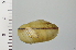  (Euhadra subnimbosa - SDNCU-A1396)  @14 [ ] Copyright (2014) Unspecified Specimen depository of the Graduate School of Natural Sciences, Nagoya City University
