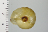  (Euhadra subnimbosa - SDNCU-A1396)  @14 [ ] Copyright (2014) Unspecified Specimen depository of the Graduate School of Natural Sciences, Nagoya City University