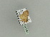  (Brachyglossina maroccanaAH01 - BC ZSM Lep 79809)  @12 [ ] CreativeCommons - Attribution Non-Commercial Share-Alike (2015) Unspecified SNSB, Zoologische Staatssammlung Muenchen