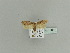  ( - BC ZSM Lep 79871)  @14 [ ] CreativeCommons - Attribution Non-Commercial Share-Alike (2015) Unspecified SNSB, Zoologische Staatssammlung Muenchen