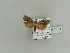  (Epiblema foenella - BC ZSM Lep 79894)  @14 [ ] CreativeCommons - Attribution Non-Commercial Share-Alike (2015) Unspecified SNSB, Zoologische Staatssammlung Muenchen