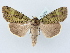  ( - BC ZSM Lep 80203)  @14 [ ] CreativeCommons - Attribution Non-Commercial Share-Alike (2015) Unspecified SNSB, Zoologische Staatssammlung Muenchen