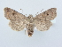  ( - BC ZSM Lep 80205)  @14 [ ] CreativeCommons - Attribution Non-Commercial Share-Alike (2015) Unspecified SNSB, Zoologische Staatssammlung Muenchen