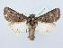  ( - BC ZSM Lep 80215)  @14 [ ] CreativeCommons - Attribution Non-Commercial Share-Alike (2015) Unspecified SNSB, Zoologische Staatssammlung Muenchen