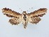  ( - BC ZSM Lep 80217)  @11 [ ] CreativeCommons - Attribution Non-Commercial Share-Alike (2015) Unspecified SNSB, Zoologische Staatssammlung Muenchen
