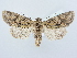  ( - BC ZSM Lep 80223)  @13 [ ] CreativeCommons - Attribution Non-Commercial Share-Alike (2015) Unspecified SNSB, Zoologische Staatssammlung Muenchen
