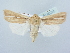  ( - BC ZSM Lep 80225)  @13 [ ] CreativeCommons - Attribution Non-Commercial Share-Alike (2015) Unspecified SNSB, Zoologische Staatssammlung Muenchen