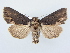  ( - BC ZSM Lep 80240)  @14 [ ] CreativeCommons - Attribution Non-Commercial Share-Alike (2015) Unspecified SNSB, Zoologische Staatssammlung Muenchen