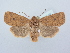  ( - BC ZSM Lep 80248)  @14 [ ] CreativeCommons - Attribution Non-Commercial Share-Alike (2015) Unspecified SNSB, Zoologische Staatssammlung Muenchen