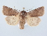  ( - BC ZSM Lep 80259)  @13 [ ] CreativeCommons - Attribution Non-Commercial Share-Alike (2015) Unspecified SNSB, Zoologische Staatssammlung Muenchen