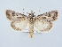  ( - BC ZSM Lep 80263)  @11 [ ] CreativeCommons - Attribution Non-Commercial Share-Alike (2015) Unspecified SNSB, Zoologische Staatssammlung Muenchen