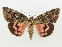  ( - BC ZSM Lep 80282)  @13 [ ] CreativeCommons - Attribution Non-Commercial Share-Alike (2015) Unspecified SNSB, Zoologische Staatssammlung Muenchen
