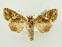 ( - BC ZSM Lep 80288)  @14 [ ] CreativeCommons - Attribution Non-Commercial Share-Alike (2015) Unspecified SNSB, Zoologische Staatssammlung Muenchen