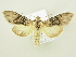  ( - BC ZSM Lep 80298)  @13 [ ] CreativeCommons - Attribution Non-Commercial Share-Alike (2015) Unspecified SNSB, Zoologische Staatssammlung Muenchen