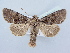  ( - BC ZSM Lep 80307)  @13 [ ] CreativeCommons - Attribution Non-Commercial Share-Alike (2015) Unspecified SNSB, Zoologische Staatssammlung Muenchen