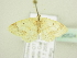  ( - BC ZSM Lep 80524)  @13 [ ] CreativeCommons - Attribution Non-Commercial Share-Alike (2015) Unspecified SNSB, Zoologische Staatssammlung Muenchen