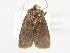  ( - BC ZSM Lep 80676)  @13 [ ] CreativeCommons - Attribution Non-Commercial Share-Alike (2015) Unspecified SNSB, Zoologische Staatssammlung Muenchen