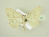  (Scopula emutaria - BC ZSM Lep 80746)  @14 [ ] CreativeCommons - Attribution Non-Commercial Share-Alike (2015) Unspecified SNSB, Zoologische Staatssammlung Muenchen
