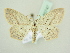  ( - BC ZSM Lep 80747)  @14 [ ] CreativeCommons - Attribution Non-Commercial Share-Alike (2015) Unspecified SNSB, Zoologische Staatssammlung Muenchen