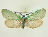  ( - BC ZSM Lep 80755)  @14 [ ] CreativeCommons - Attribution Non-Commercial Share-Alike (2015) Unspecified SNSB, Zoologische Staatssammlung Muenchen