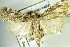  ( - BC ZSM Lep 83813)  @13 [ ] CreativeCommons - Attribution Non-Commercial Share-Alike (2015) Unspecified SNSB, Zoologische Staatssammlung Muenchen