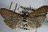  ( - BC ZSM Lep 83824)  @13 [ ] CreativeCommons - Attribution Non-Commercial Share-Alike (2015) Unspecified SNSB, Zoologische Staatssammlung Muenchen