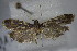  ( - BC ZSM Lep 83835)  @12 [ ] CreativeCommons - Attribution Non-Commercial Share-Alike (2015) Unspecified SNSB, Zoologische Staatssammlung Muenchen