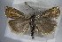  ( - BC ZSM Lep 83853)  @13 [ ] CreativeCommons - Attribution Non-Commercial Share-Alike (2015) Unspecified SNSB, Zoologische Staatssammlung Muenchen