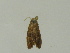 ( - BC ZSM Lep 89062)  @12 [ ] CreativeCommons - Attribution Non-Commercial Share-Alike (2015) Unspecified SNSB, Zoologische Staatssammlung Muenchen