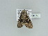  ( - BC ZSM Lep 89880)  @12 [ ] CreativeCommons - Attribution Non-Commercial Share-Alike (2015) Axel Hausmann/Bavarian State Collection of Zoology (ZSM) SNSB, Zoologische Staatssammlung Muenchen