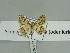 ( - BC ZSM Lep 89924)  @13 [ ] CreativeCommons - Attribution Non-Commercial Share-Alike (2015) Axel Hausmann/Bavarian State Collection of Zoology (ZSM) SNSB, Zoologische Staatssammlung Muenchen