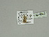  ( - BC ZSM Lep 89925)  @12 [ ] CreativeCommons - Attribution Non-Commercial Share-Alike (2015) Axel Hausmann/Bavarian State Collection of Zoology (ZSM) SNSB, Zoologische Staatssammlung Muenchen