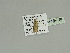  ( - BC ZSM Lep 89926)  @12 [ ] CreativeCommons - Attribution Non-Commercial Share-Alike (2015) Axel Hausmann/Bavarian State Collection of Zoology (ZSM) SNSB, Zoologische Staatssammlung Muenchen