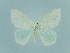  ( - BC ZSM Lep 89954)  @13 [ ] CreativeCommons - Attribution Non-Commercial Share-Alike (2015) Axel Hausmann/Bavarian State Collection of Zoology (ZSM) SNSB, Zoologische Staatssammlung Muenchen