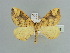 ( - BC ZSM Lep 90028)  @13 [ ] CreativeCommons - Attribution Non-Commercial Share-Alike (2015) Axel Hausmann/Bavarian State Collection of Zoology (ZSM) SNSB, Zoologische Staatssammlung Muenchen
