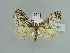  ( - BC ZSM Lep 90031)  @12 [ ] CreativeCommons - Attribution Non-Commercial Share-Alike (2015) Axel Hausmann/Bavarian State Collection of Zoology (ZSM) SNSB, Zoologische Staatssammlung Muenchen