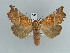  ( - BC ZSM Lep 90035)  @14 [ ] CreativeCommons - Attribution Non-Commercial Share-Alike (2015) Axel Hausmann/Bavarian State Collection of Zoology (ZSM) SNSB, Zoologische Staatssammlung Muenchen