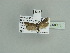  ( - BC ZSM Lep 90055)  @12 [ ] CreativeCommons - Attribution Non-Commercial Share-Alike (2015) Axel Hausmann/Bavarian State Collection of Zoology (ZSM) SNSB, Zoologische Staatssammlung Muenchen