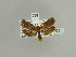  ( - BC ZSM Lep 90059)  @12 [ ] CreativeCommons - Attribution Non-Commercial Share-Alike (2015) Axel Hausmann/Bavarian State Collection of Zoology (ZSM) SNSB, Zoologische Staatssammlung Muenchen