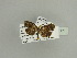  ( - BC ZSM Lep 90061)  @12 [ ] CreativeCommons - Attribution Non-Commercial Share-Alike (2015) Axel Hausmann/Bavarian State Collection of Zoology (ZSM) SNSB, Zoologische Staatssammlung Muenchen