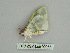  ( - BC ZSM Lep 90066)  @12 [ ] CreativeCommons - Attribution Non-Commercial Share-Alike (2015) Axel Hausmann/Bavarian State Collection of Zoology (ZSM) SNSB, Zoologische Staatssammlung Muenchen