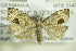  ( - BC ZSM Lep 90353)  @14 [ ] CreativeCommons - Attribution Non-Commercial Share-Alike (2015) Axel Hausmann/Bavarian State Collection of Zoology (ZSM) SNSB, Zoologische Staatssammlung Muenchen